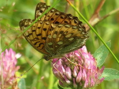 Aglajaperlemorvinge (Argynnis aglaja)