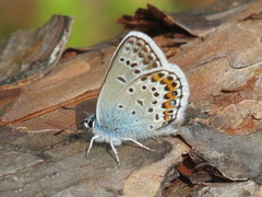 Argusblåvinge (Plebejus argus)