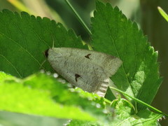 Engvikkefly (Lygephila pastinum)