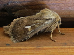 Gressmarkfly (Cerapteryx graminis)