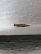 Saltgrasnebbmott (Agriphila selasella)