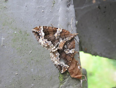 Hagebærmåler (Eulithis prunata)