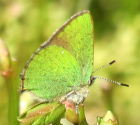 Grønnstjertvinge (Callophrys rubi)