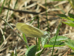 Skoghvitvinge (Leptidea sinapis)