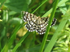 Rutemåler (Chiasmia clathrata)