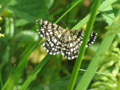 Rutemåler (Semiothisa clathrata)