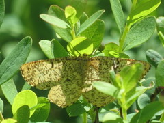 Strekmåler (Angerona prunaria)