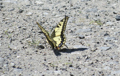 Svalestjert (Papilio machaon)