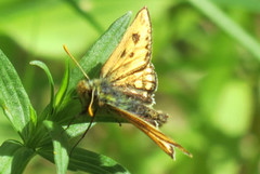 Svartflekksmyger (Carterocephalus silvicola)