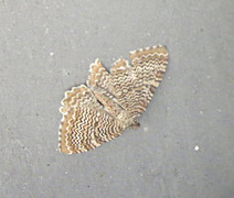 Bølgeduskmåler (Rheumaptera undulata)