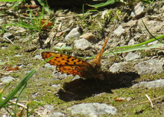 Rødflekket perlemorvinge (Boloria euphrosyne)