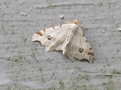 Grå buemåler (Macaria alternata)