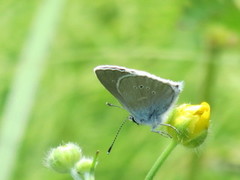 Engblåvinge (Cyaniris semiargus)