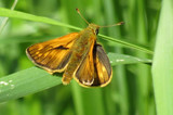 Engsmyger (Ochlodes sylvanus)