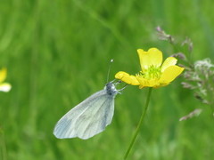 Skoghvitvinge (Leptidea sinapis)