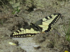 Svalestjert (Papilio machaon)