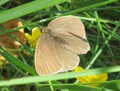 Gullringvinge (Aphantopus hyperantus)