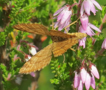 Brun buemåler (Macaria brunneata)