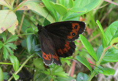 Fløyelsringvinge (Erebia ligea)