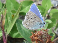 Sølvblåvinge (Polyommatus amandus)