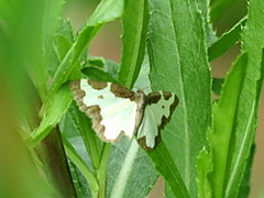 Randmåler (Lomaspilis marginata)