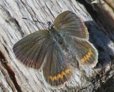 Argus-/idasblåvinge (Plebejus argus/idas)