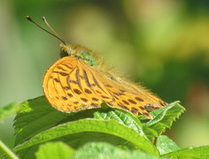 Keiserkåpe (Argynnis paphia)