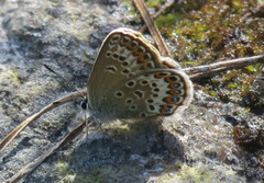 Argusblåvinge (Plebejus argus)