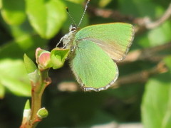 Grønnstjertvinge (Callophrys rubi)