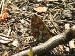 Rødflekket perlemorvinge (Boloria euphrosyne)