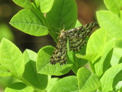 Lyngmåler (Ematurga atomaria)