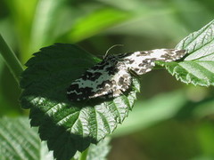 Praktkorsmåler (Rheumaptera hastata)