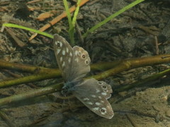 Skogringvinge (Pararge aegeria)