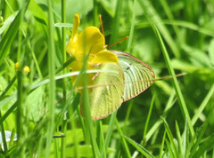 Myrgulvinge (Colias palaeno)