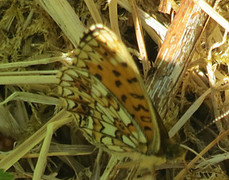 Brunflekket perlemorvinge (Boloria selene)