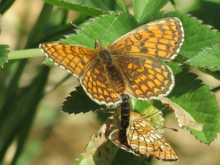 Marimjellerutevinge (Melitaea athalia)