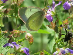 Myrgulvinge (Colias palaeno)