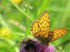 Aglajaperlemorvinge (Argynnis aglaja)