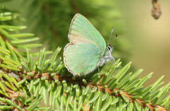 Grønnstjertvinge (Callophrys rubi)