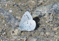 Vårblåvinge (Celastrina argiolus)