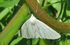 Ribbemåler (Siona lineata)