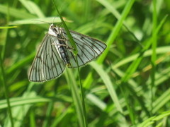 Ribbemåler (Siona lineata)