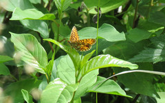 Brunflekket perlemorvinge (Boloria selene)