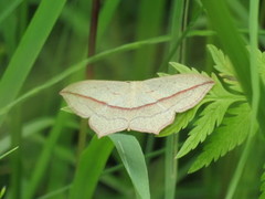 Grå syremåler (Timandra griseata)