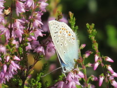 Argusblåvinge (Plebejus argus)