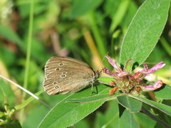 Gullringvinge (Aphantopus hyperantus)