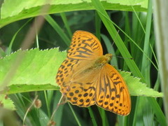 Keiserkåpe (Argynnis paphia)