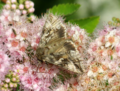 Gammafly (Autographa gamma)