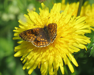 Marimjellerutevinge (Melitaea athalia)