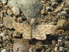 Lyngmåler (Ematurga atomaria)